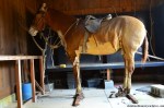 Taxidermy Horse