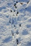 Animal Tracks