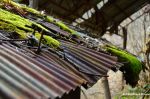Rusty Corrugated Iron Roof