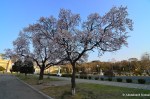 Cherry Blossoms, Pyongyang, North&nbsp;Korea