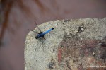 Blue Dragonfly