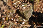 Broken Soda Bottles