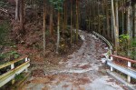 Concrete Road In A Japanese Forest