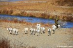 North Korean Soldier Herding&nbsp;Goats