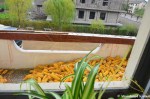 Stockpiling Corn On A&nbsp;Balcony