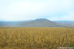 Corn Field In North Korea, Rason, DPRK