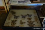 Abandoned Butterfly Collection