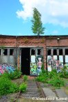Tree Growing On An Abandoned&nbsp;Building