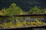 Trees Growing On Top Of An Abandoned&nbsp;Building