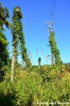 Overgrown Electricity Pole