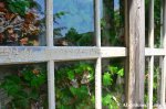 Vegetation Behind Glas