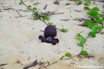 Sackboy At A Beach In Okinawa