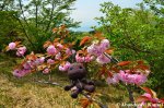 Sackboy Does Hanami On A Mountain In&nbsp;Wakayama
