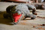 Taxidermy Crocodile