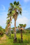 Lots Of Palm Trees At The Shodoshima Peacock Garden