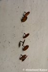 Rusty Thumbtacks