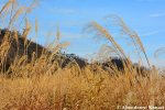 japanese-pampas-grass-chinese-silver-grass-eulalia-grass-maiden-grass-zebra-grass-susuki-grass-porcupine-grass