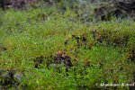 Raindrops On An Overgrown Thatched&nbsp;Roof