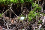 Abandoned Golf Ball