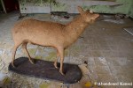 Taxidermy Deer