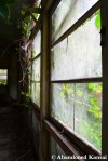 Overgrown Hospital Window
