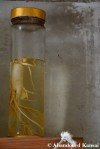 Preserved Ginseng Root
