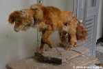 Taxidermy Fox