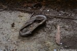 Abandoned Japanese Shoe