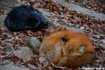 black fox and red fox