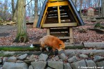 fox village in&nbsp;japan