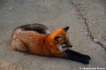 relaxing fox