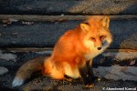 sunset fox