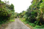 Road To The Nakagusuku Hotel&nbsp;Ruin
