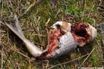 Partly Eaten Fish
