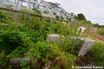 Abandoned Damaged Glasshouse