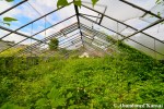 Abandoned German Greenhouse