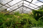 Abandoned Greenhouse