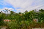 Abandoned Greenhouses