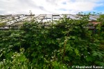 Overgrown Abandoned Glasshouse