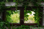 Overgrown Windows
